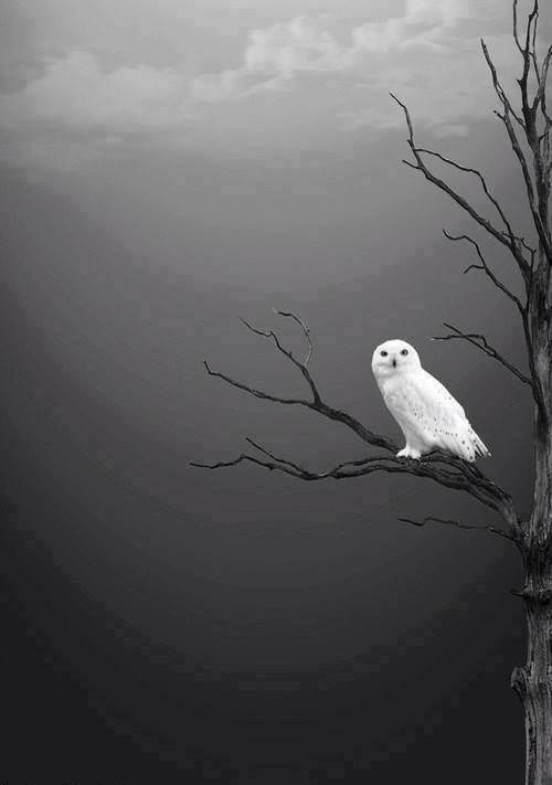 writing solitude